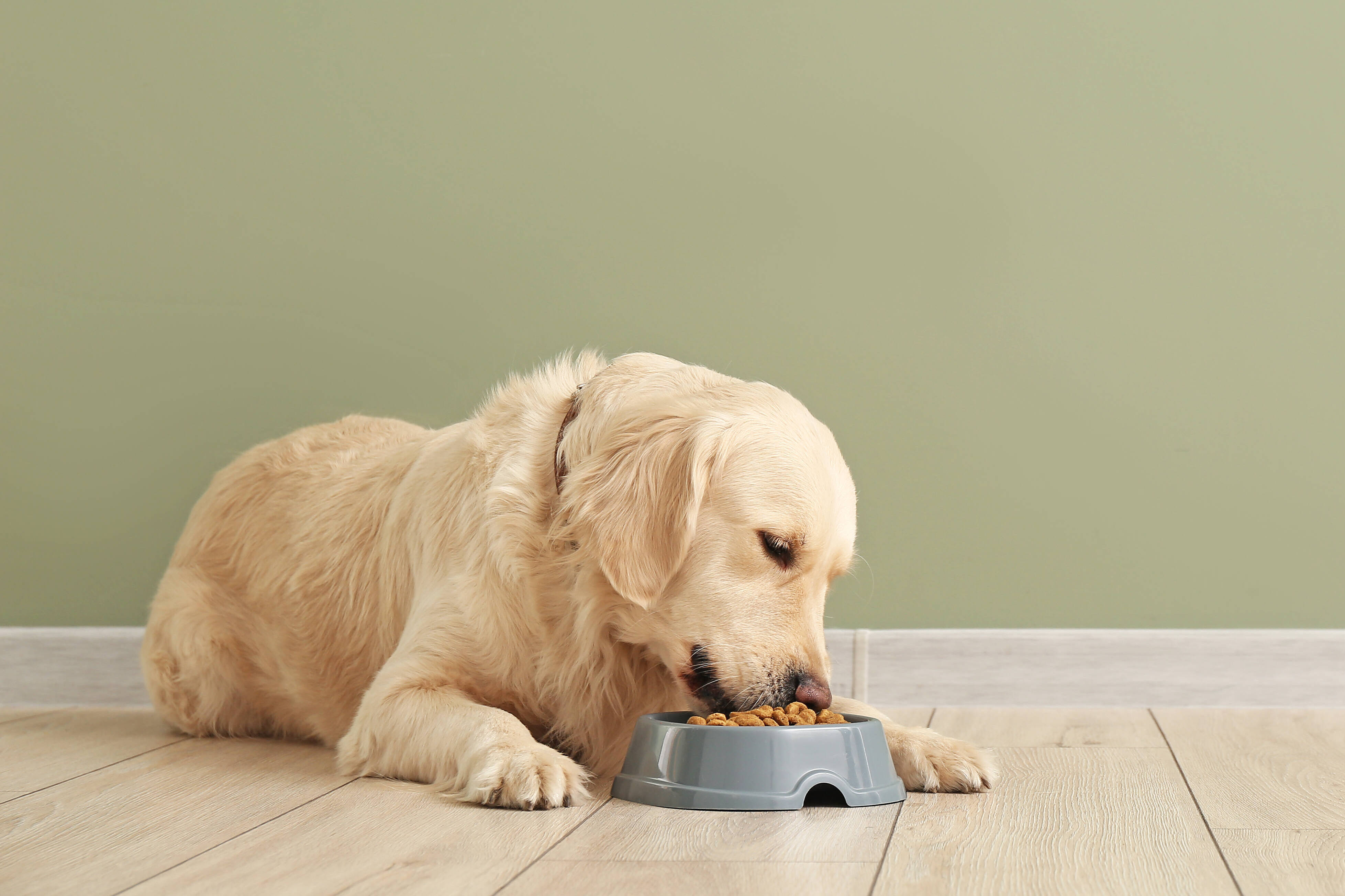 Dog eating from bowl